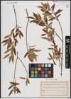 Foto von Salix fragilis L.